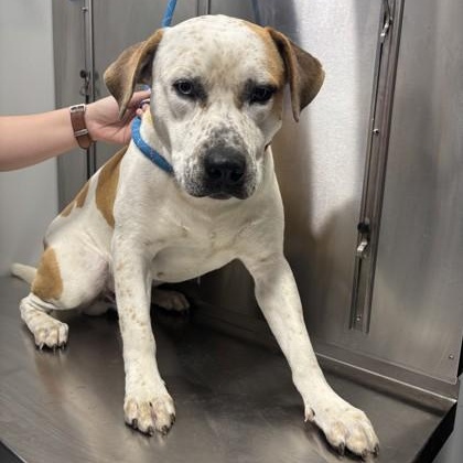 Thor, ADOPTABLE, Adult Male American Staffordshire Terrier.