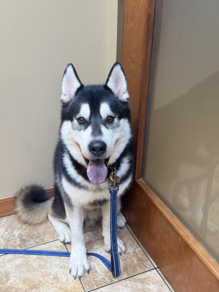 Jack, Adoptable, Adult Male Husky.