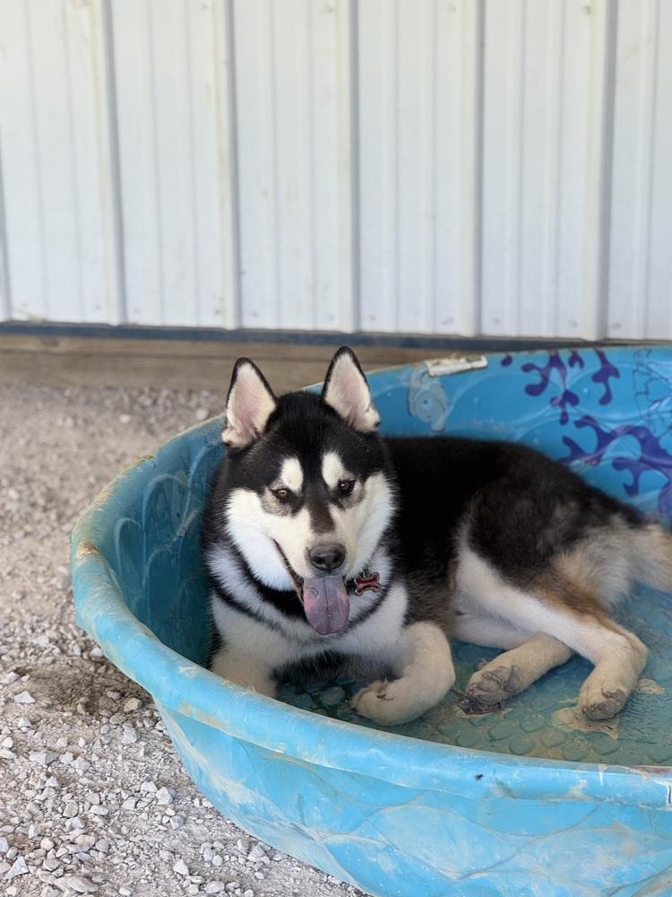Jack, a Adoptable mixed breed in Columbus, OH image 2/4