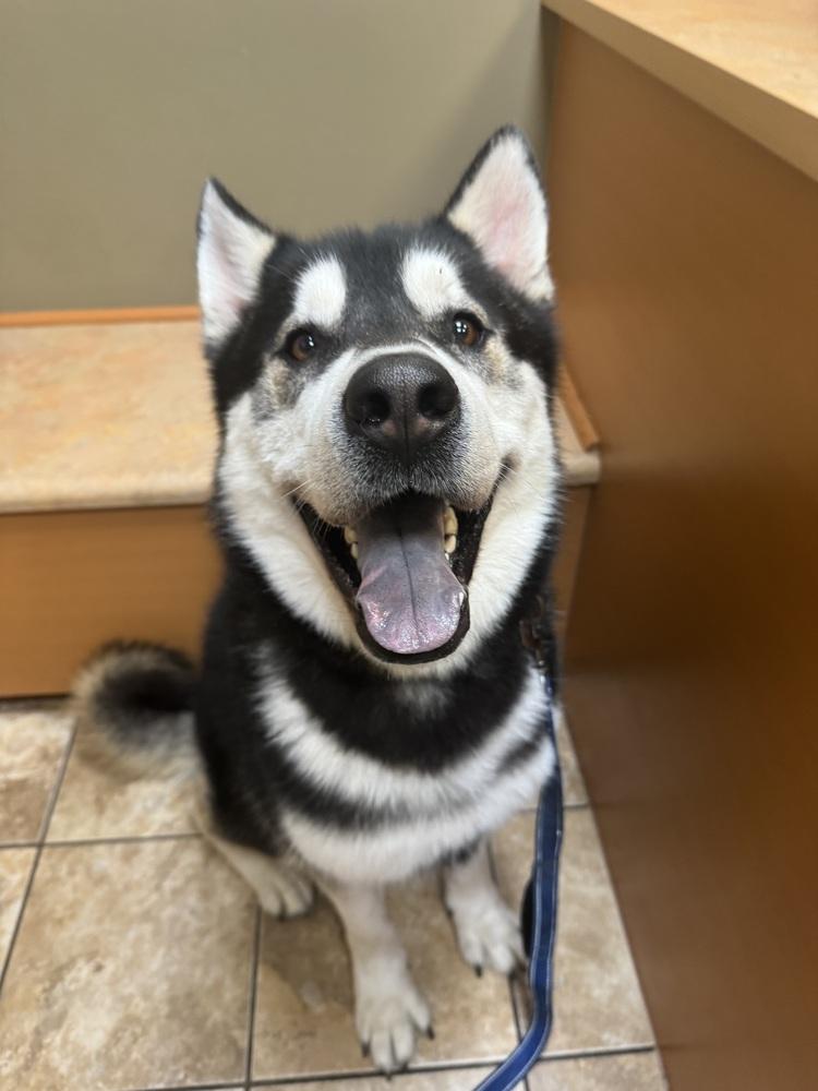 Jack, a Adoptable mixed breed in Columbus, OH image 3/4