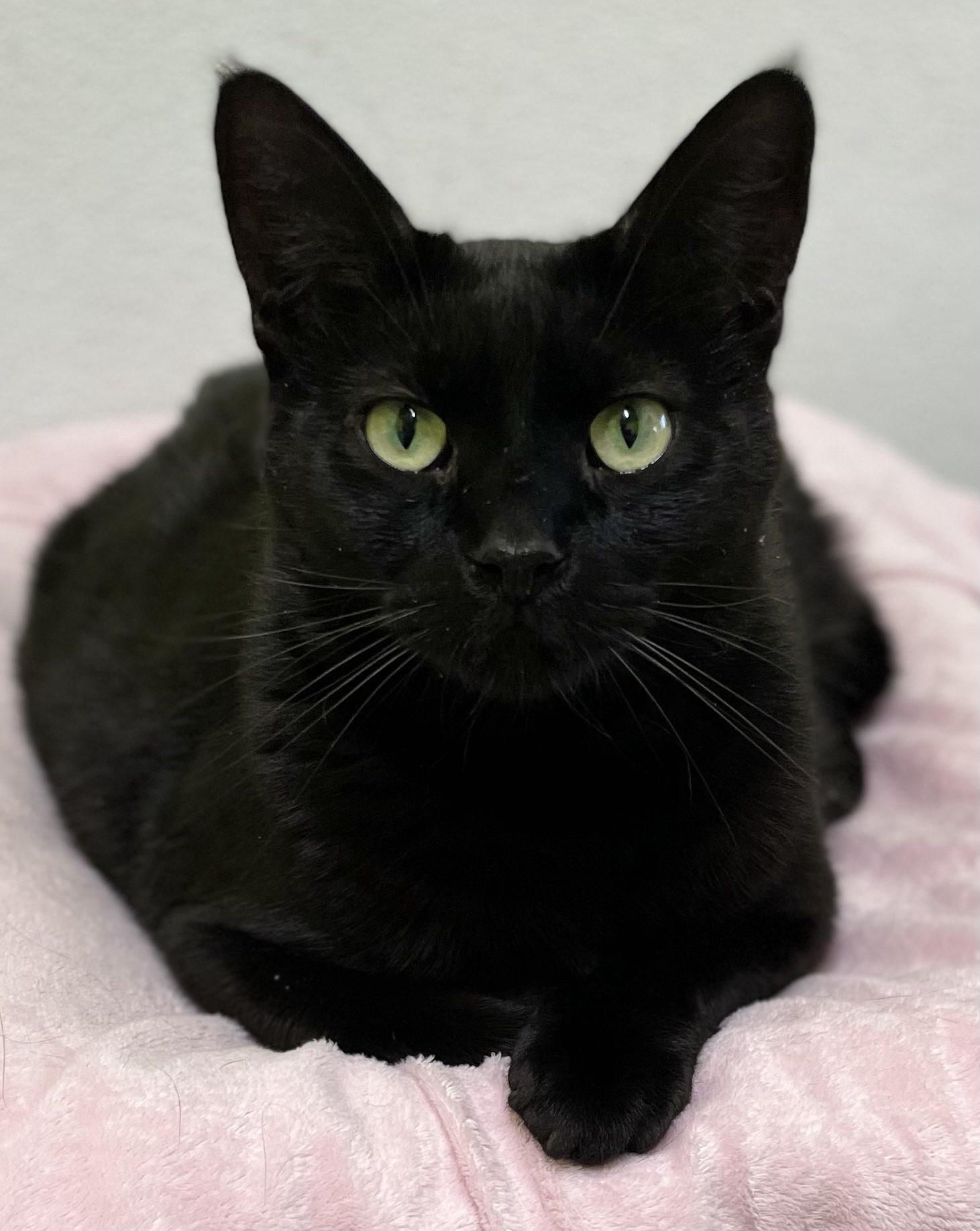 Poppy, Adoptable, Young Female Domestic Short Hair.