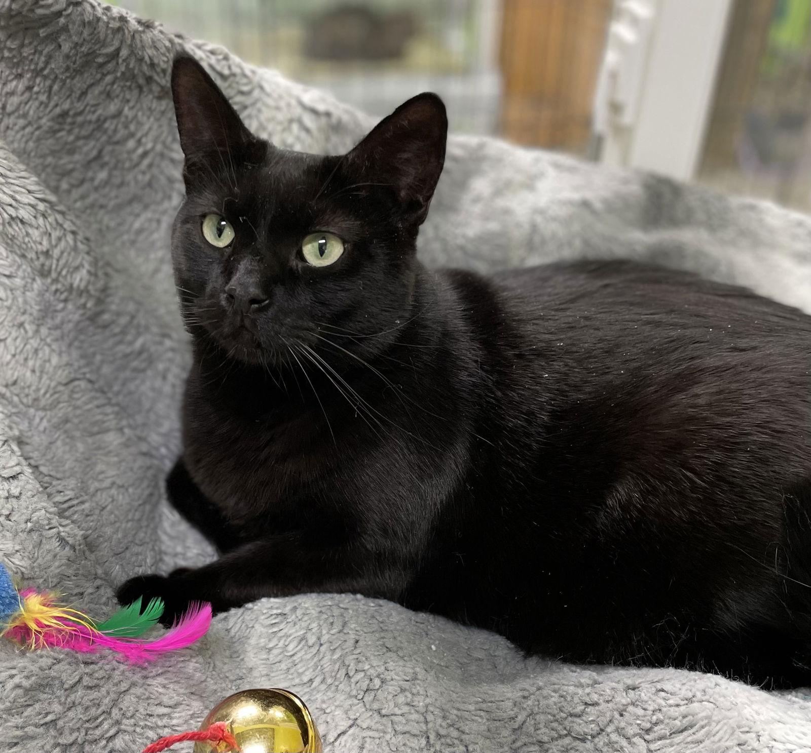 Poppy, a Adoptable Domestic Short Hair in Estherville, IA image 2/3