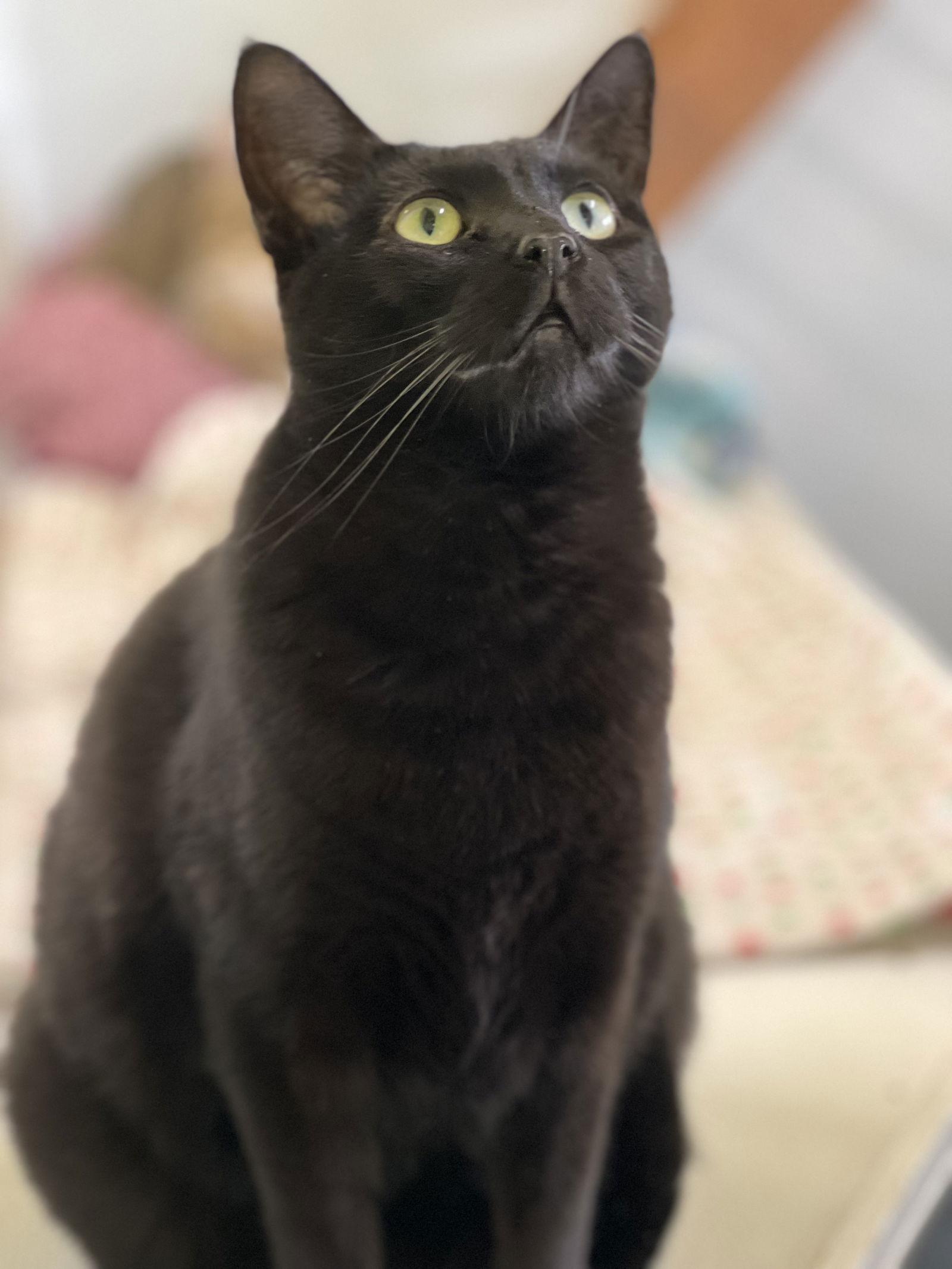 Poppy, a Adoptable Domestic Short Hair in Estherville, IA image 3/3