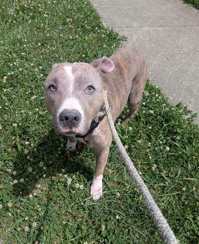 Enlarge INDIGO, a Adoptable Pit Bull Terrier in Dayton, OH image 1/1