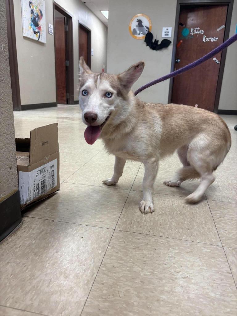 Shirley, Adoptable, Young Female Corgi & Husky.