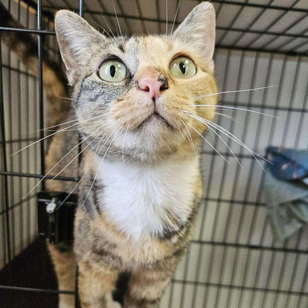 Azure, a Adoptable Domestic Short Hair in Candler, NC image 1/2