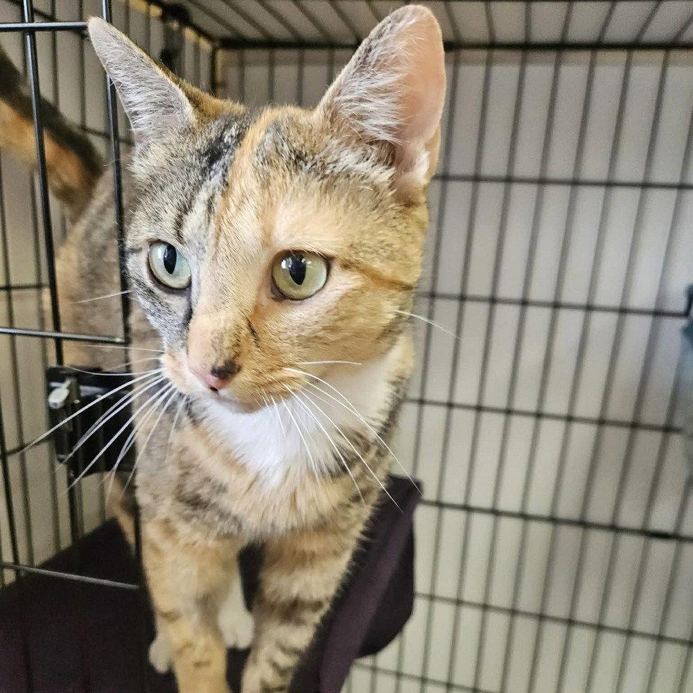 Azure, a Adoptable Domestic Short Hair in Candler, NC image 2/2