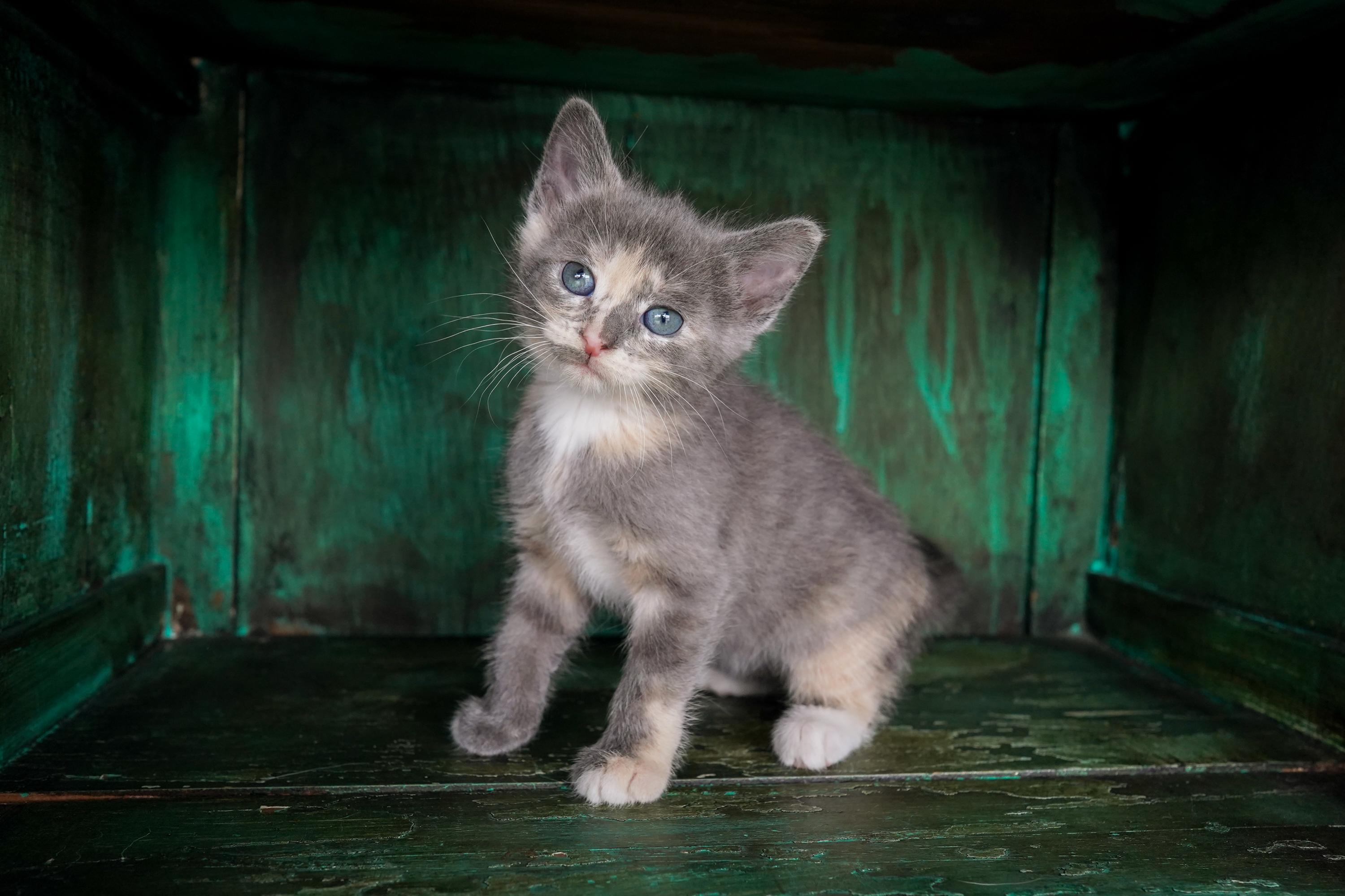 Faye, adopted, Kitten Female Domestic Short Hair.