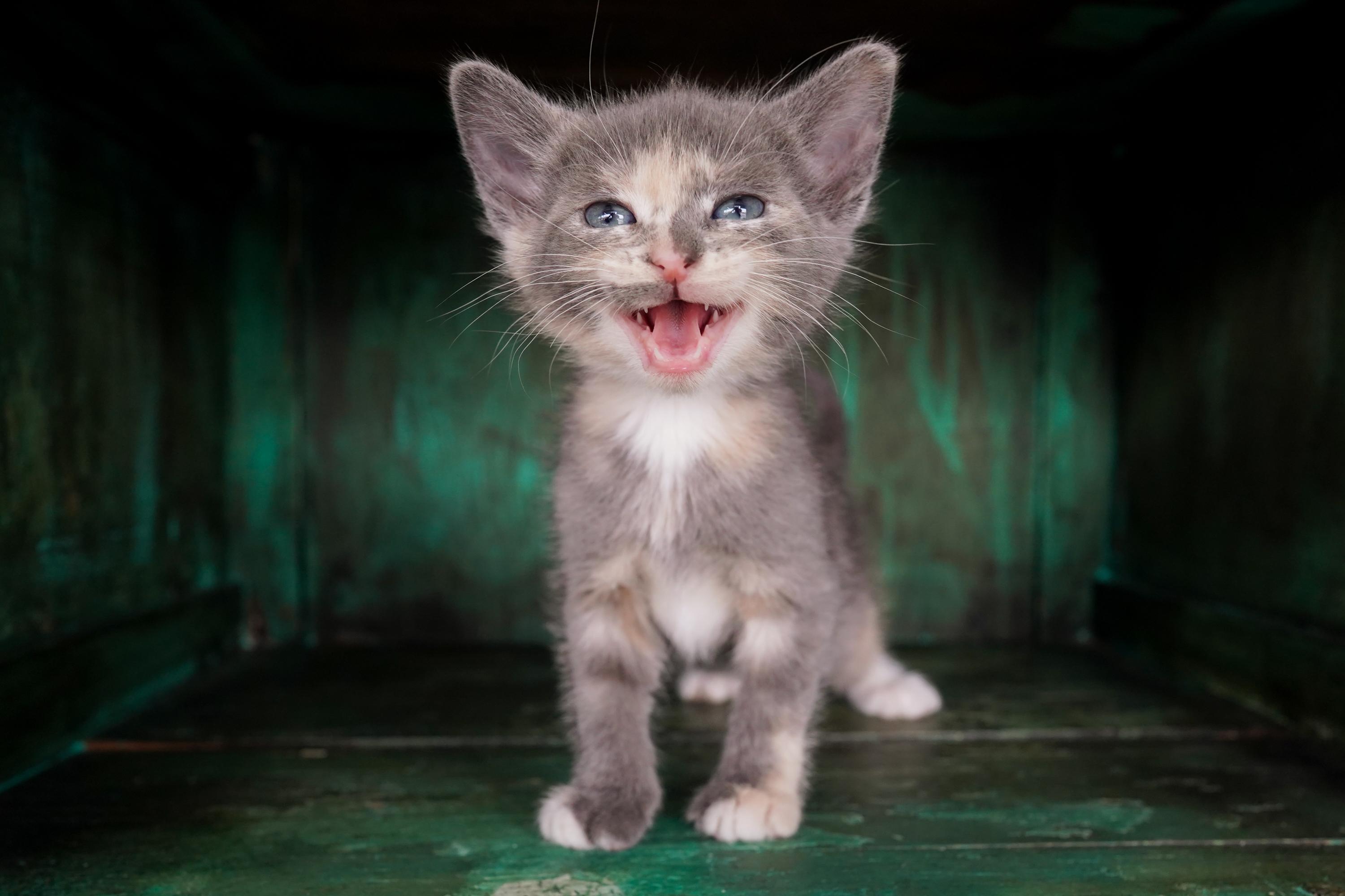 Faye, an adopted Domestic Short Hair in San Antonio, TX image 4/4