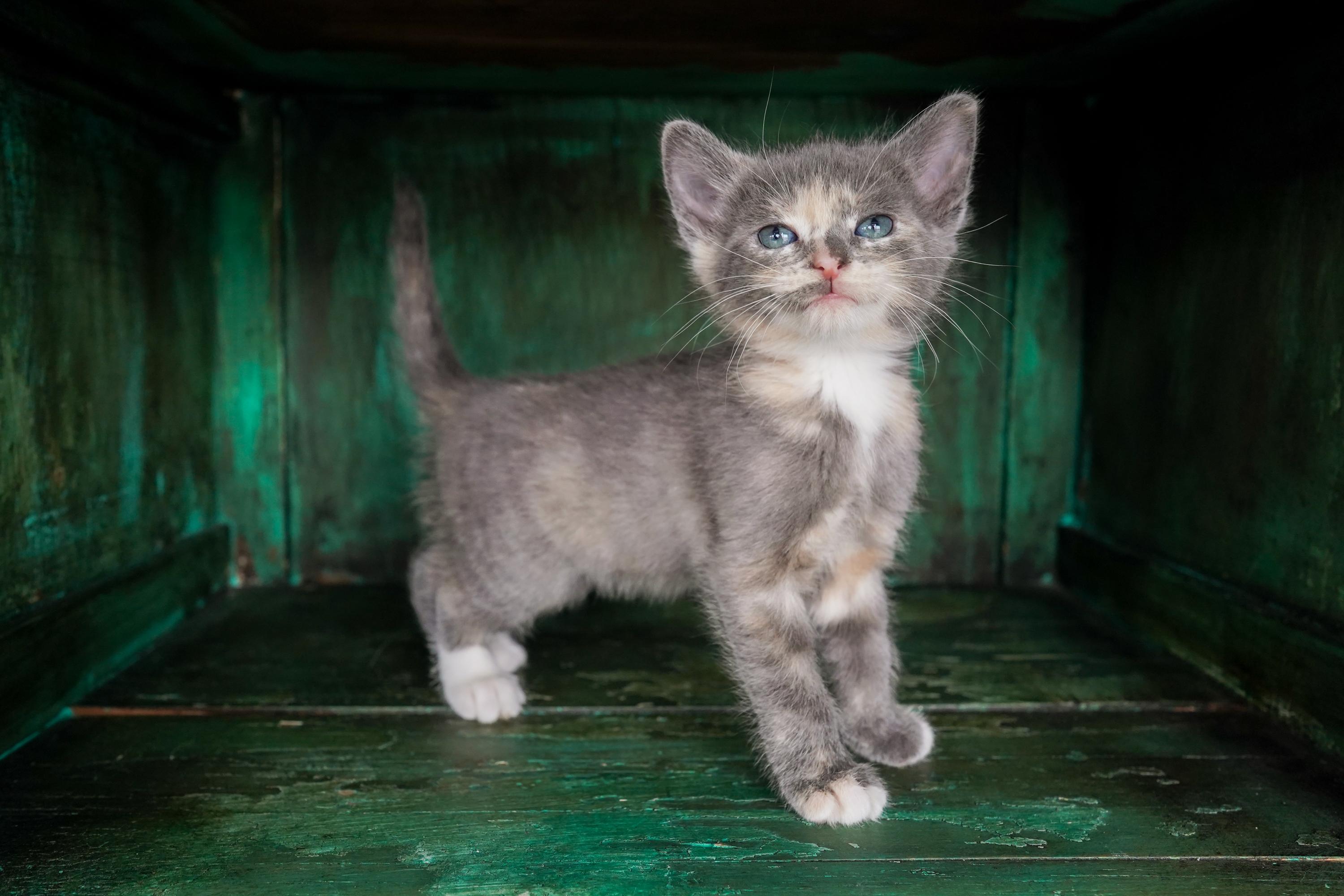 Faye, an adopted Domestic Short Hair in San Antonio, TX image 2/4