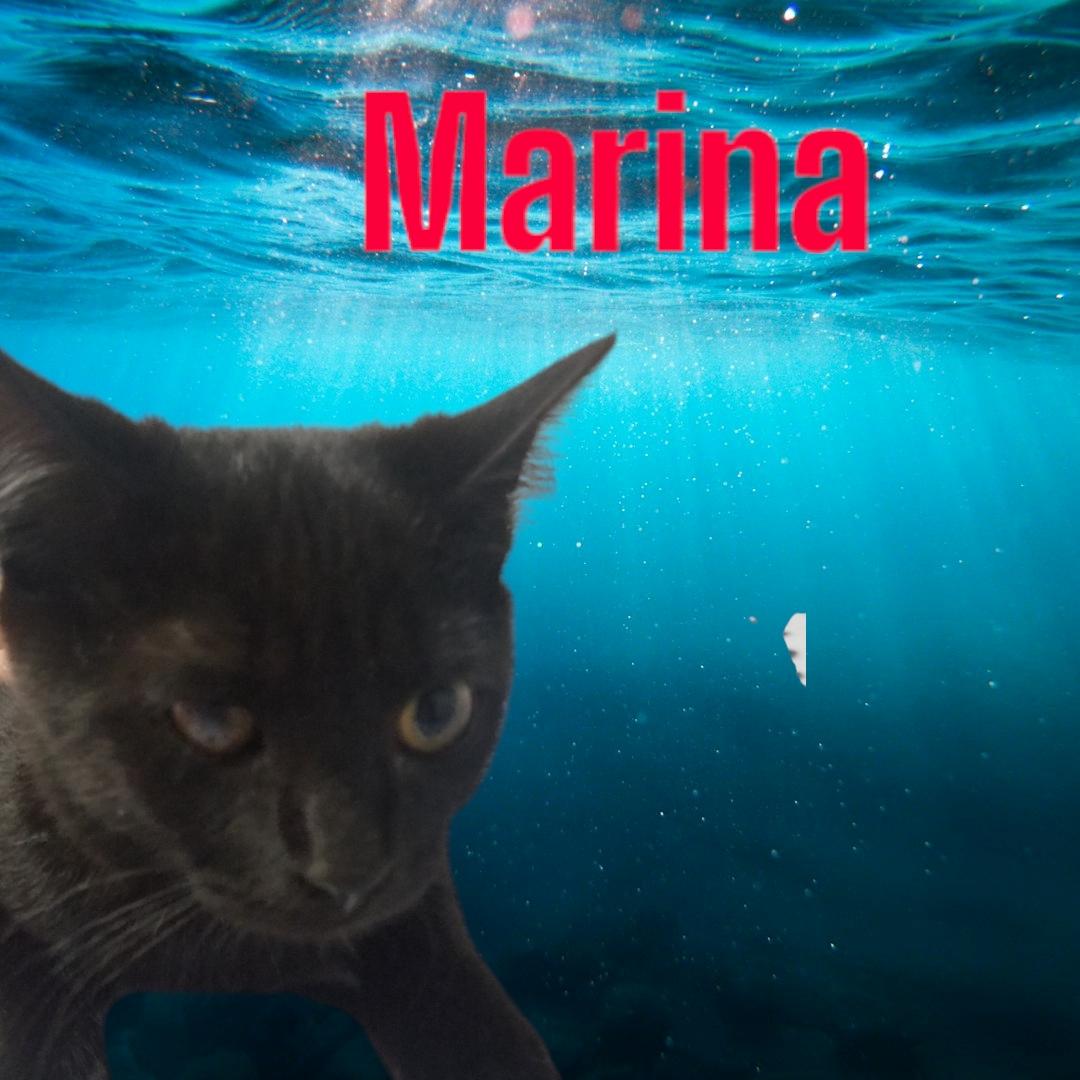 Marina, ADOPTABLE, Kitten Female Domestic Short Hair.