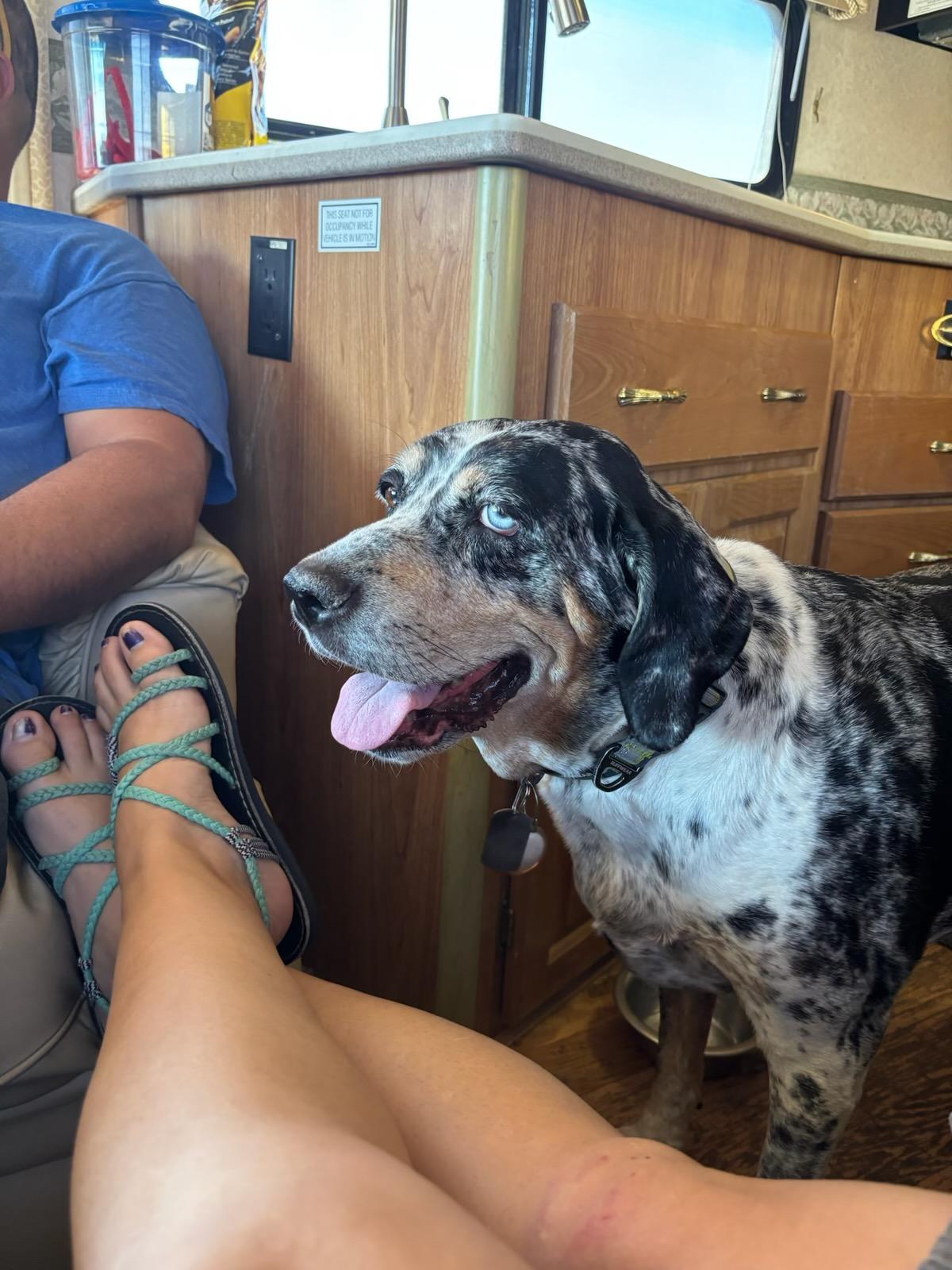 Trixie - Courtesy Listing see info, a ADOPTABLE Hound in Polson, MT image 2/2