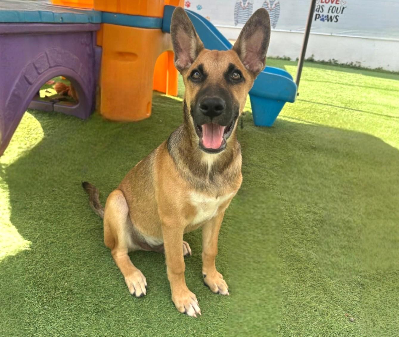 Garbanzo, adopted, Puppy Male Mixed Breed & Shepherd.