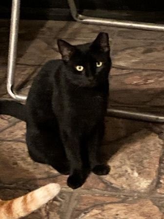 Blacky (AKA Schwarzcat), a Adoptable Domestic Short Hair in Malabar, FL image 1/4