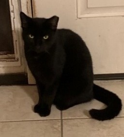 Blacky (AKA Schwarzcat), a Adoptable Domestic Short Hair in Malabar, FL image 2/4