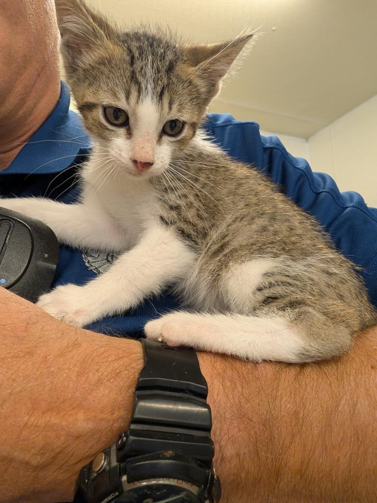 CK 5, Adopted, Kitten Male Domestic Short Hair.