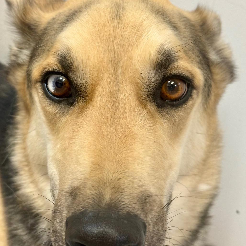 Boscoe, Adoptable, Adult Male Basset Hound & Shepherd.