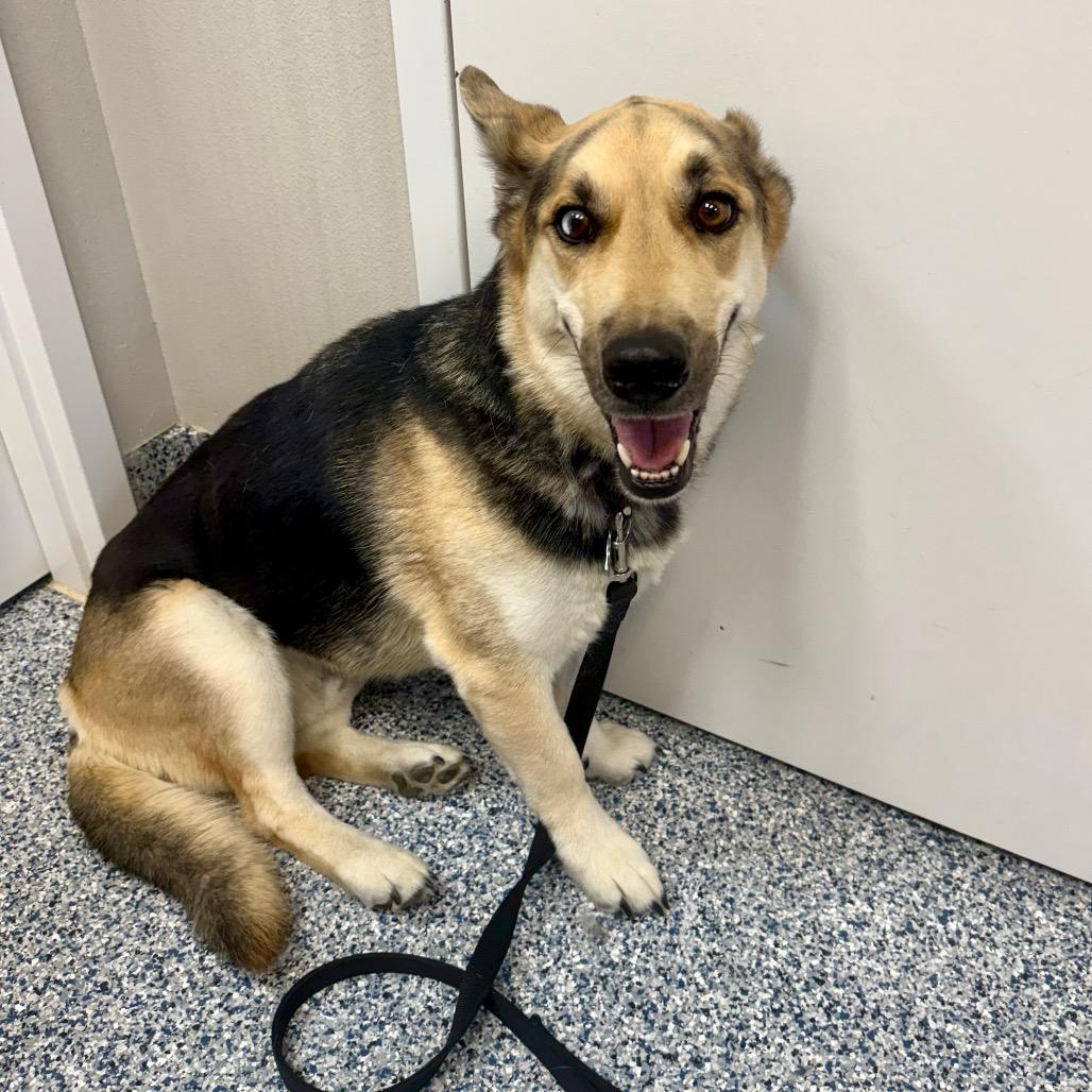 Boscoe, a Adoptable mixed breed in Great Falls, MT image 2/5