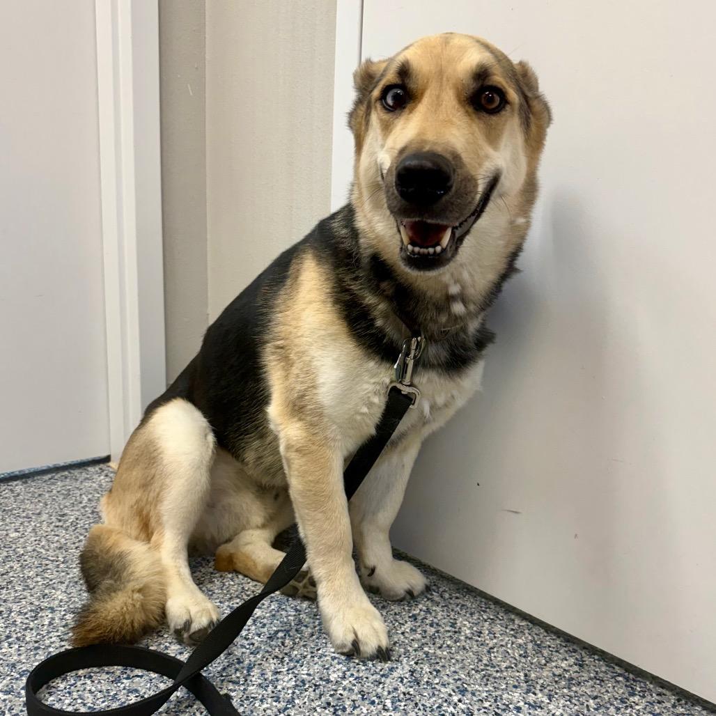 Boscoe, a Adoptable mixed breed in Great Falls, MT image 3/5