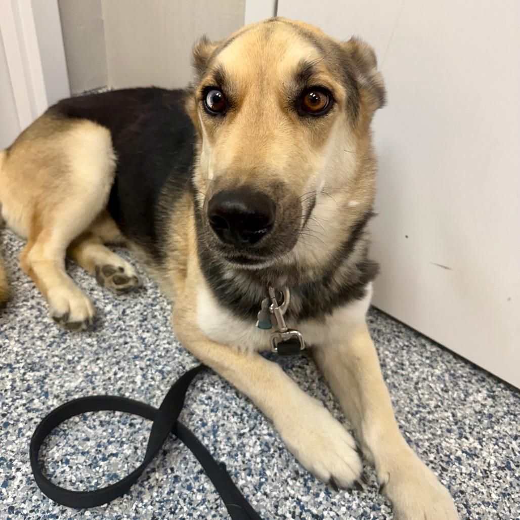 Boscoe, a Adoptable mixed breed in Great Falls, MT image 4/5