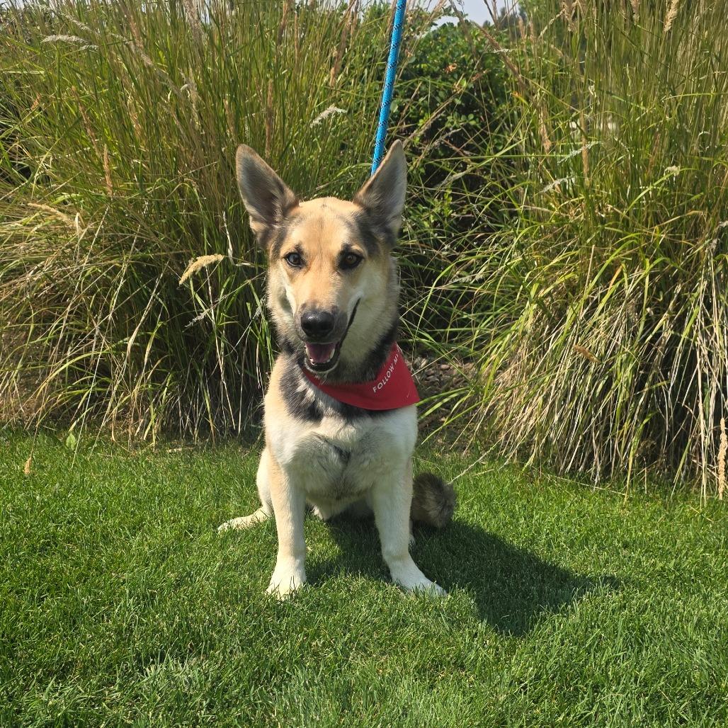 Boscoe, a Adoptable mixed breed in Great Falls, MT image 5/5