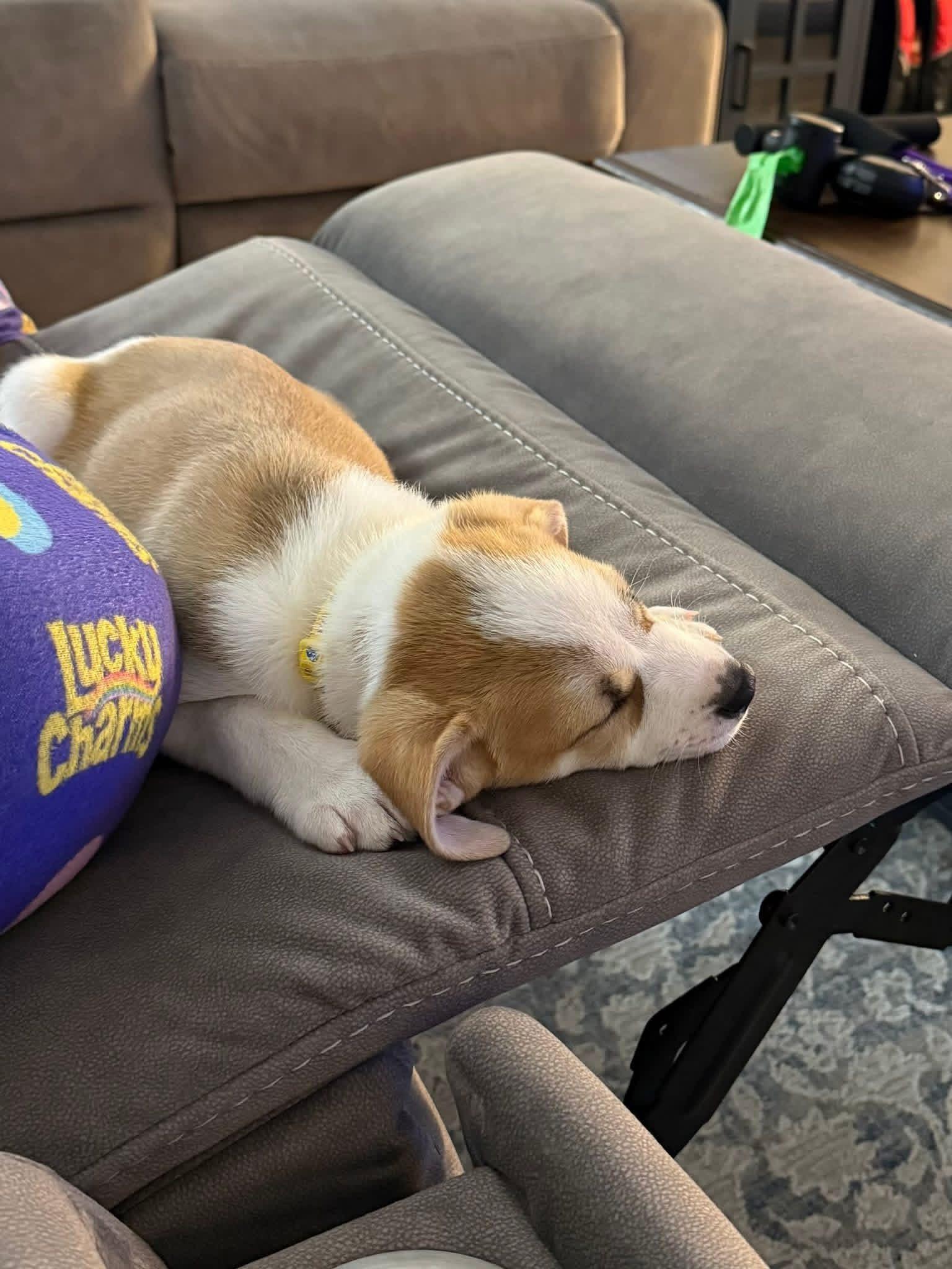 Rebel, a Adoptable mixed breed in Elkhorn, WI image 3/4