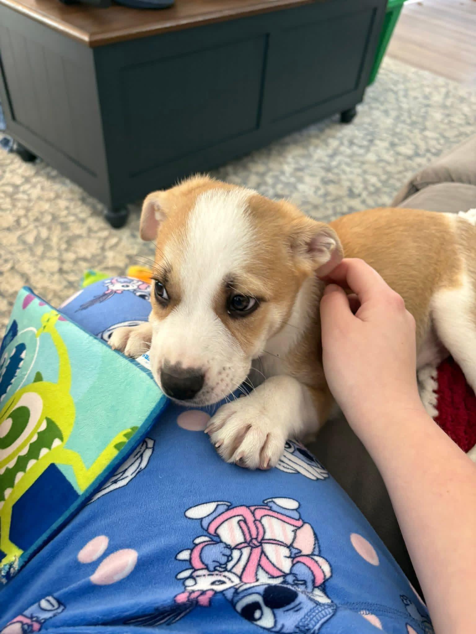 Rebel, a Adoptable mixed breed in Elkhorn, WI image 4/4