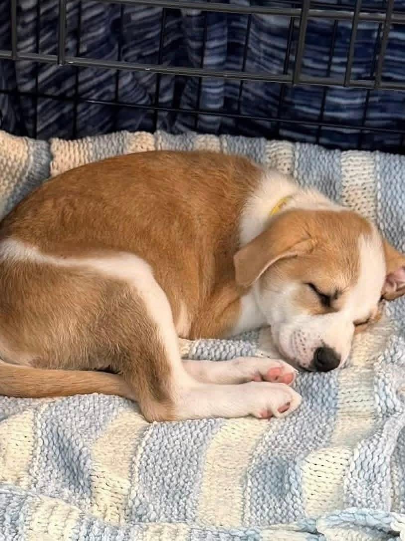 Rebel, a Adoptable mixed breed in Elkhorn, WI image 2/4