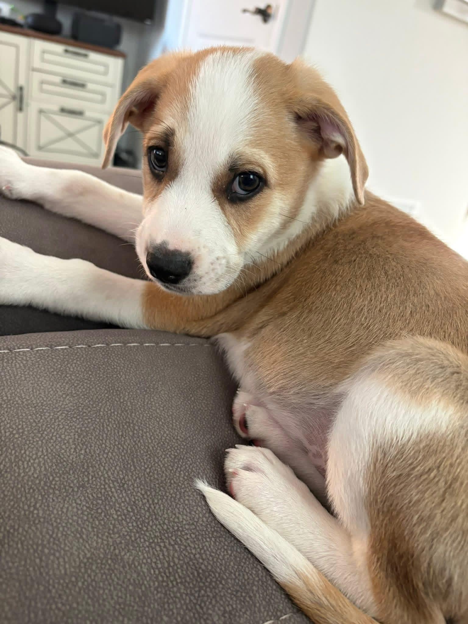 Rebel, Adoptable, Puppy Male Labrador Retriever.