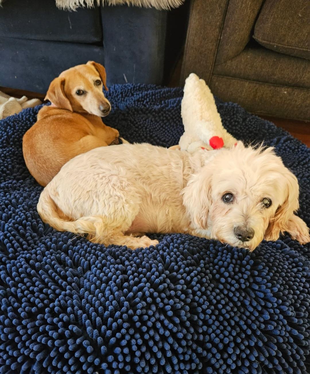 Enlarge Nicole, a ADOPTABLE Miniature Poodle in Greenville, SC image 2/4