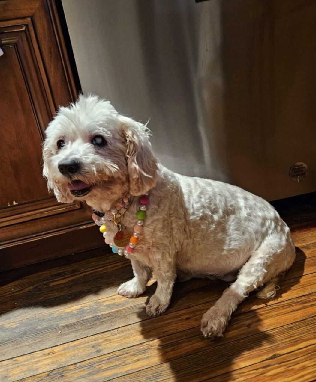 Enlarge Nicole, a ADOPTABLE Miniature Poodle in Greenville, SC image 3/4