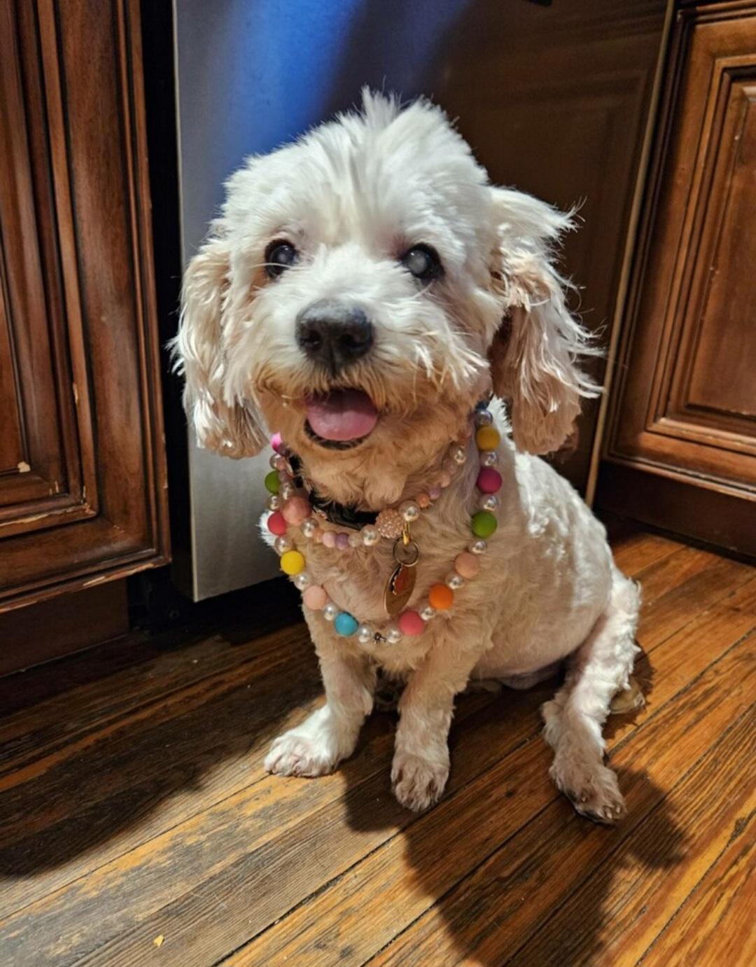Nicole, ADOPTABLE, Senior Female Miniature Poodle.
