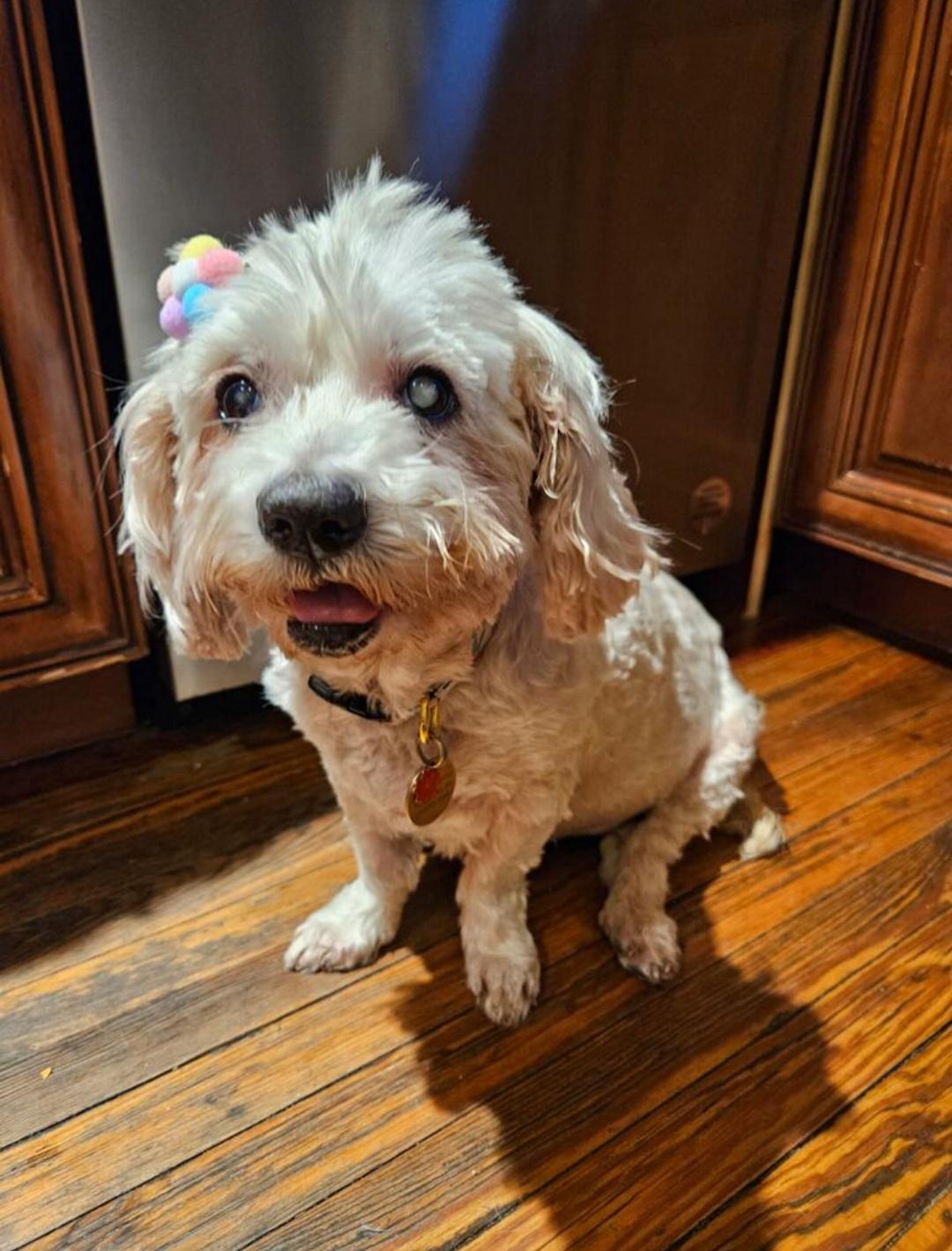 Enlarge Nicole, a ADOPTABLE Miniature Poodle in Greenville, SC image 4/4