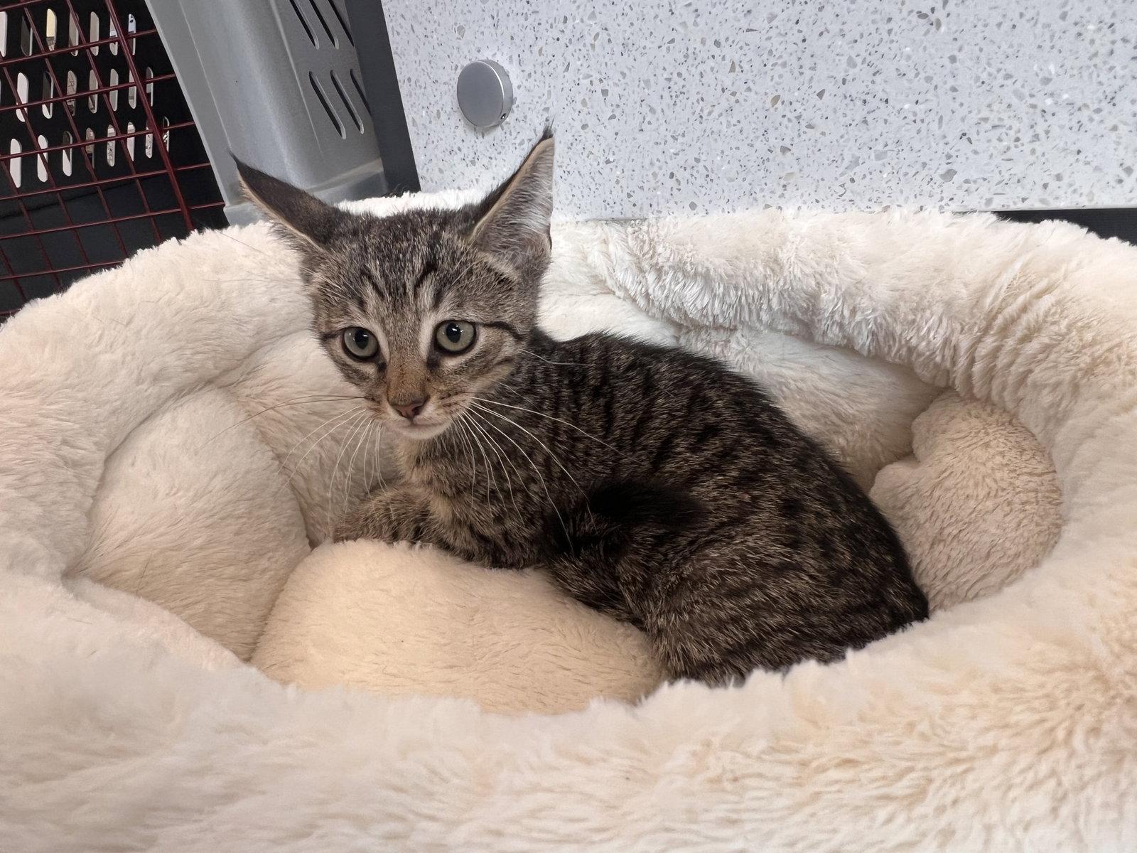 Bart, Adoptable, Kitten Male Tabby & Domestic Short Hair.