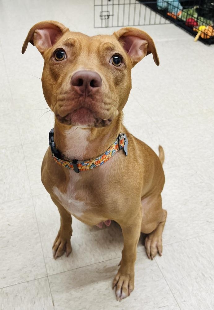 Enlarge Lil Kim (Kimmy), a Adoptable mixed breed in TULSA, OK image 1/6