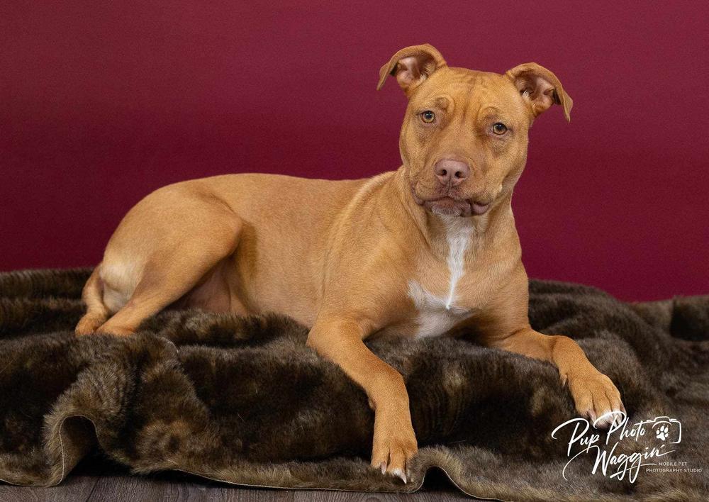 Enlarge Lil Kim (Kimmy), a Adoptable mixed breed in TULSA, OK image 2/6