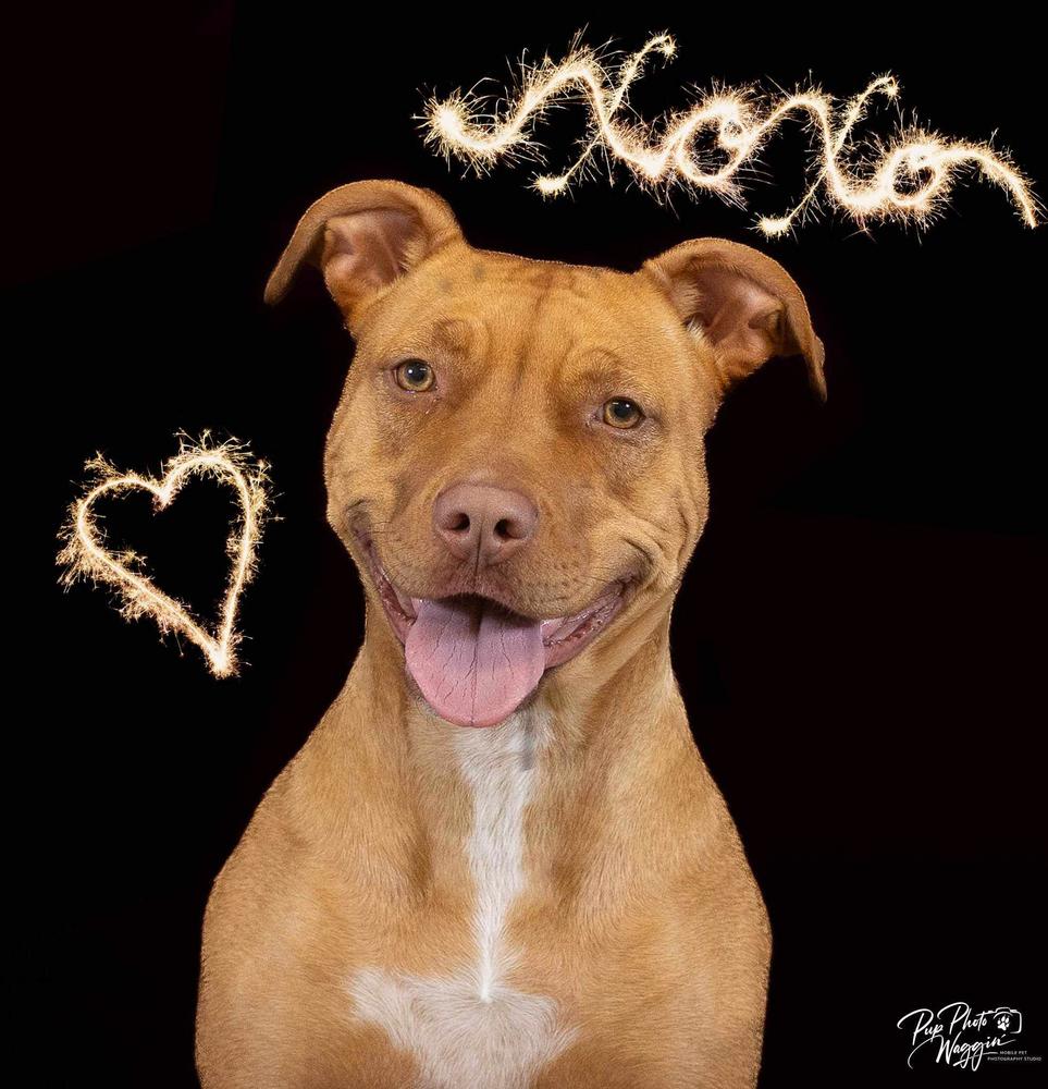 Lil Kim (Kimmy), Adoptable, Young Female Pit Bull Terrier & American Staffordshire Terrier.