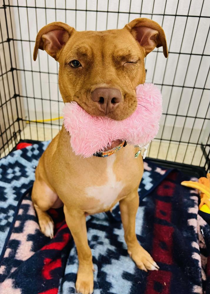 Enlarge Lil Kim (Kimmy), a Adoptable mixed breed in TULSA, OK image 4/6