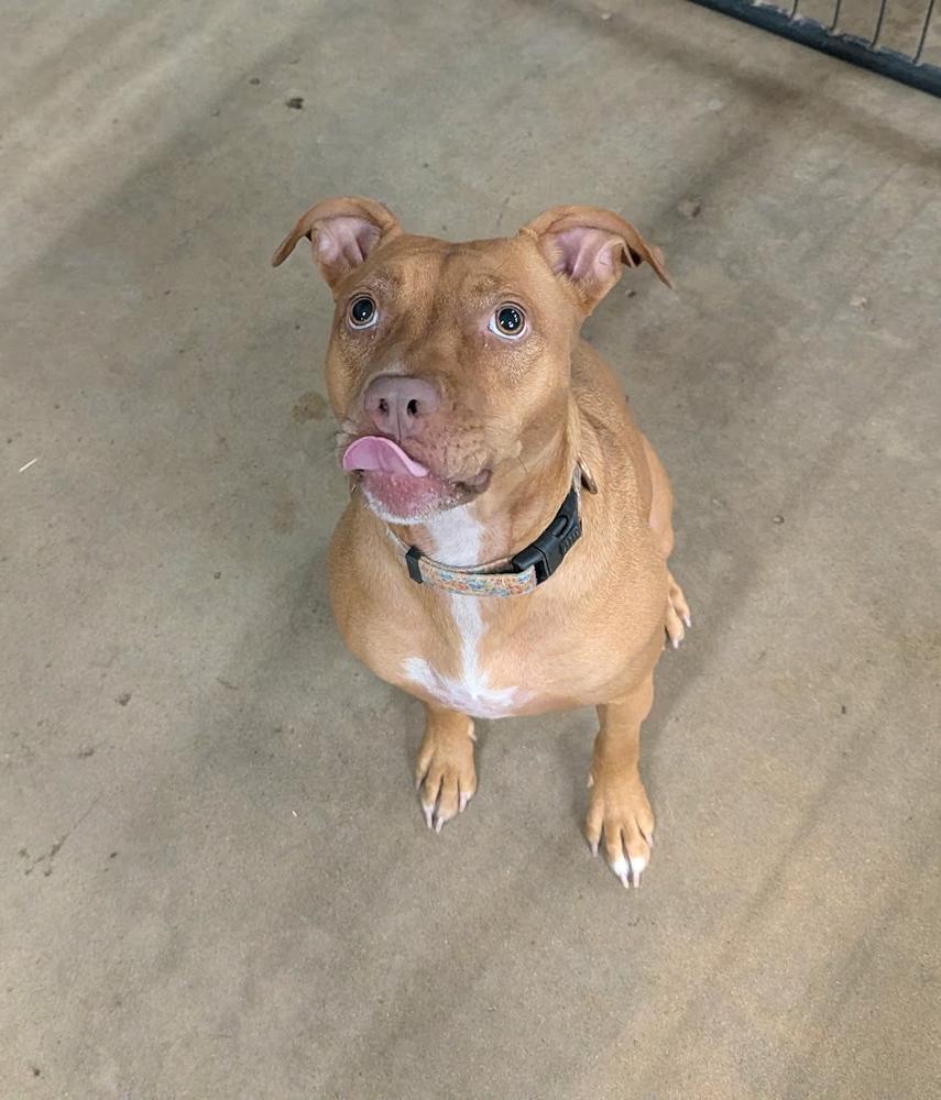 Enlarge Lil Kim (Kimmy), a Adoptable mixed breed in TULSA, OK image 2/6