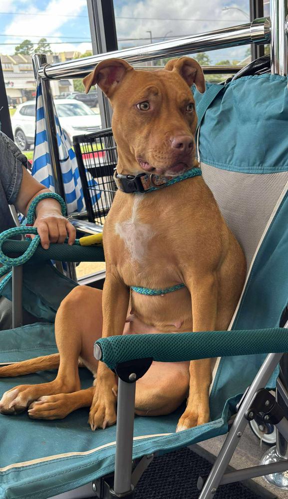 Enlarge Lil Kim (Kimmy), a Adoptable mixed breed in TULSA, OK image 4/6