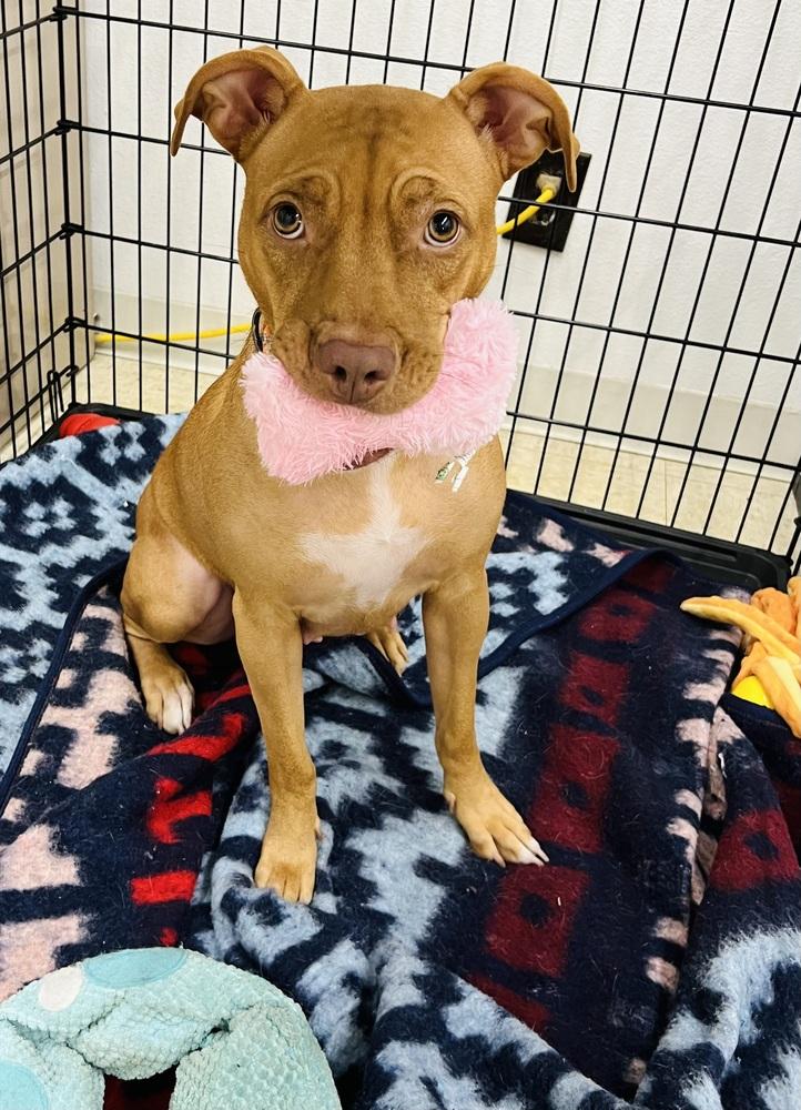 Enlarge Lil Kim (Kimmy), a Adoptable mixed breed in TULSA, OK image 5/6