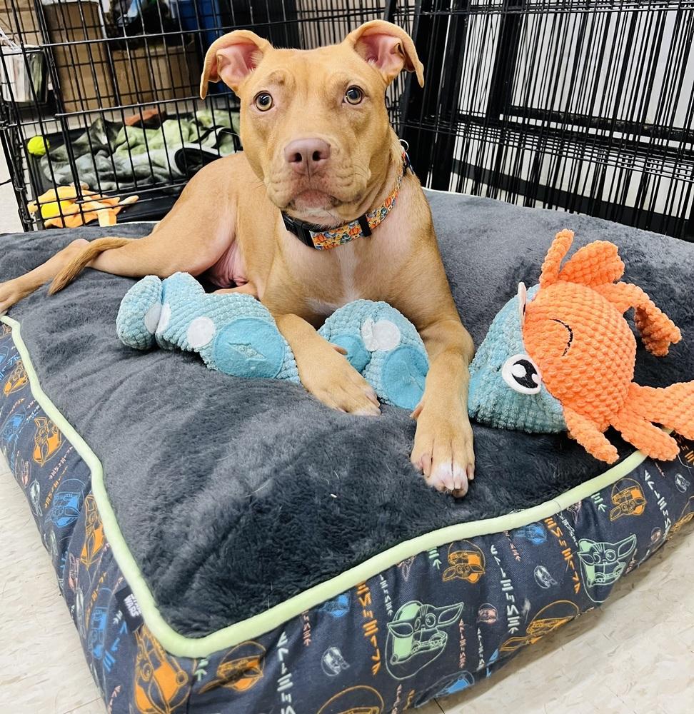 Enlarge Lil Kim (Kimmy), a Adoptable mixed breed in TULSA, OK image 6/6