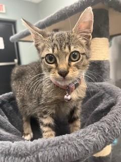 Enlarge PANDORA, a Adopted Domestic Short Hair in Miami, FL image 1/4