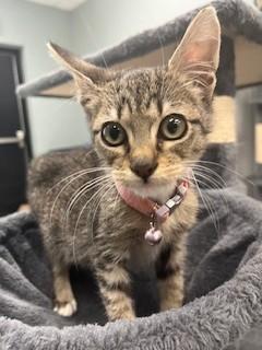 Enlarge PANDORA, a Adopted Domestic Short Hair in Miami, FL image 2/4