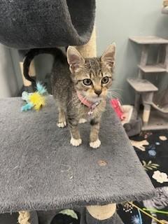 Enlarge PANDORA, a Adopted Domestic Short Hair in Miami, FL image 3/4