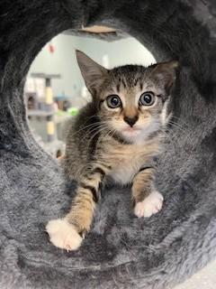 Enlarge PANDORA, a Adopted Domestic Short Hair in Miami, FL image 4/4