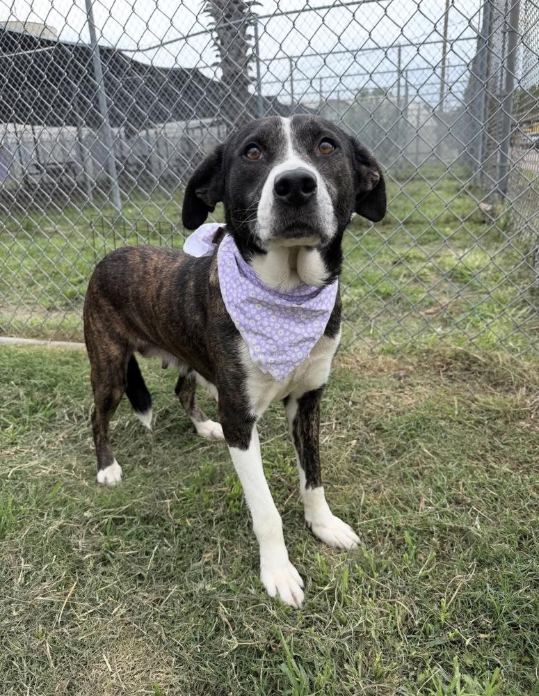 Enlarge Eloise, a ADOPTABLE mixed breed in Commerce City, CO image 1/3