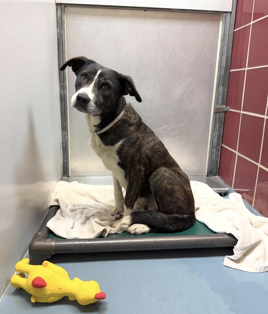 Enlarge Eloise, a ADOPTABLE mixed breed in Commerce City, CO image 2/3
