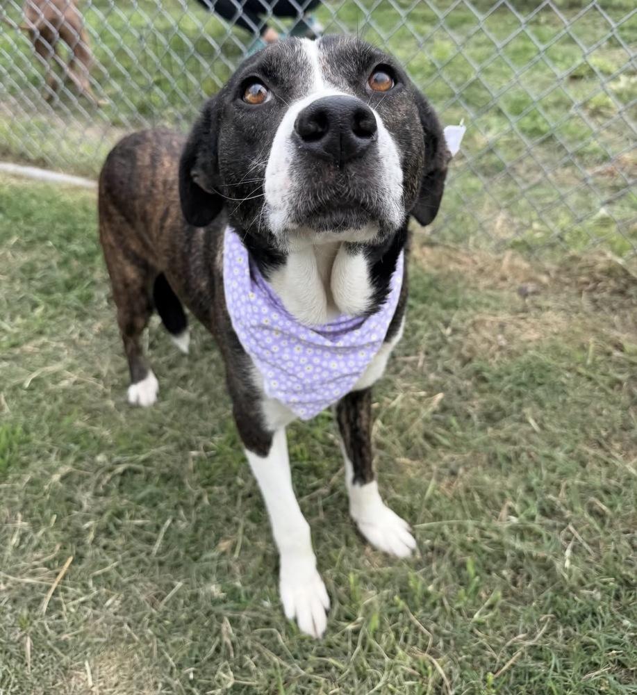 Enlarge Eloise, a ADOPTABLE mixed breed in Commerce City, CO image 3/3