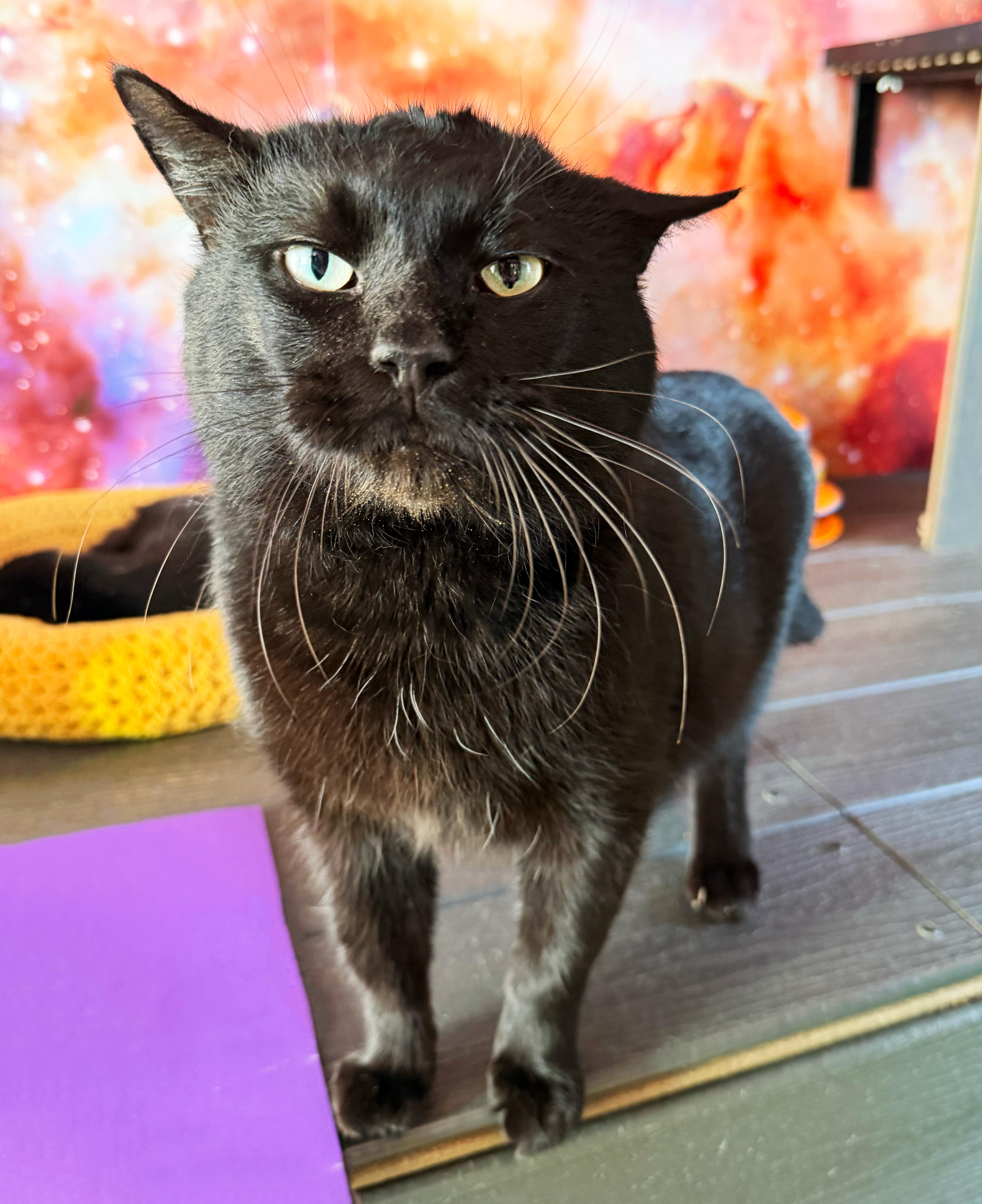 Enlarge Armand, a ADOPTABLE Domestic Short Hair in Asheville, NC image 1/1